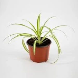 Kurdele Kordele Çiçeği 10-20 cm Chlorophytum Comosum - Resim 3