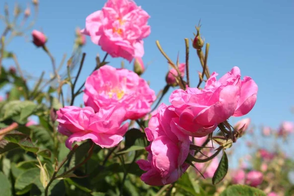 Yediveren Pembe Katmerli Isparta Gül Fidanı 10-20 cm - Resim 3