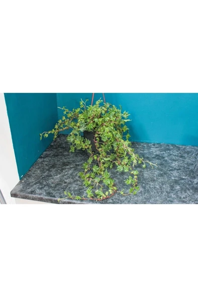 Çınar Yapraklı Hedera Helix Sarmaşık Duvar Orman Sarmaşığı 10-20 cm - Resim 4