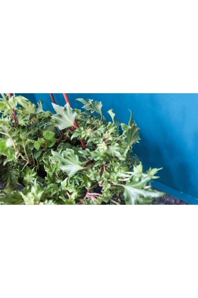 Çınar Yapraklı Hedera Helix Sarmaşık Duvar Orman Sarmaşığı 10-20 cm ürün görseli