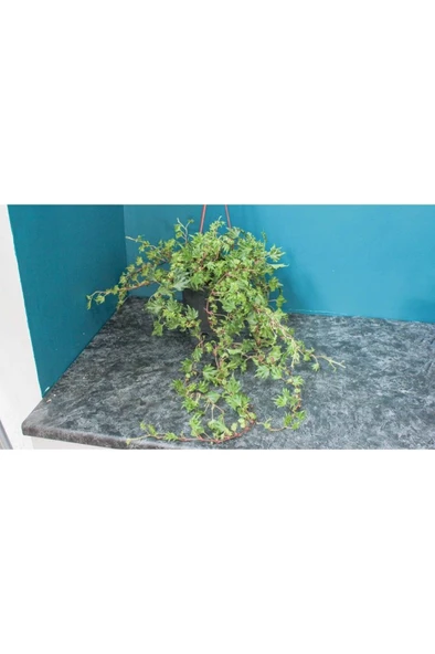 Çınar Yapraklı Hedera Helix Sarmaşık Duvar Orman Sarmaşığı 10-20 cm - Resim 3