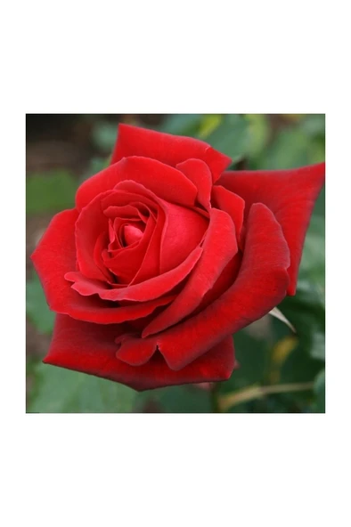 Kırmızı Gül Fidanı 10-20 cm ürün görseli