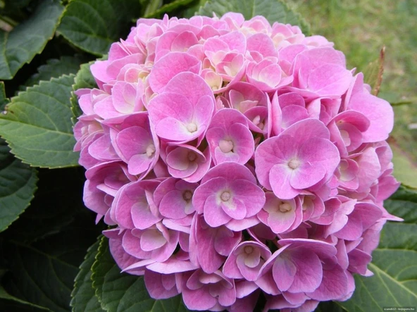 Canlı Ortanca Çiçeği Fidanı Açık Pembe 10-20 cm - Resim 3