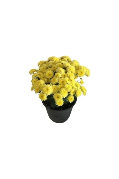 Bodur Kasımpatı Krizantem Chrysanthemum Sarı 10-20 cm - Resim 2