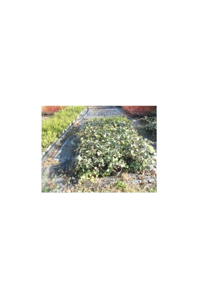 Sarmaşık Fidanı Hedera Helix Hibernica 10-20 cm ürün görseli