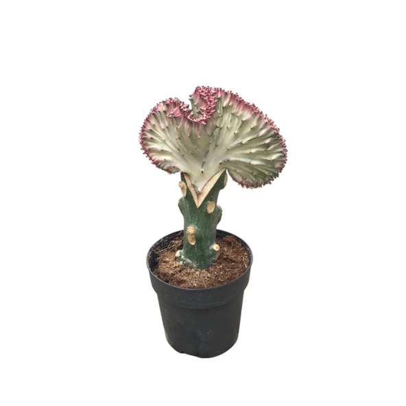 Euphorbia Lactea 'Cristata' (Kaktüs) ürün görseli
