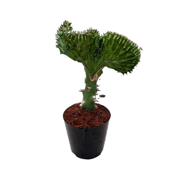 Euphorbia Lactea 'Green Cristata' (Kaktüs) ürün görseli
