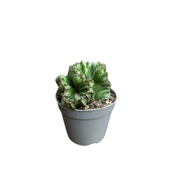 Euphorbia Lactea 'Cristata Green' (Kaktüs) ürün görseli