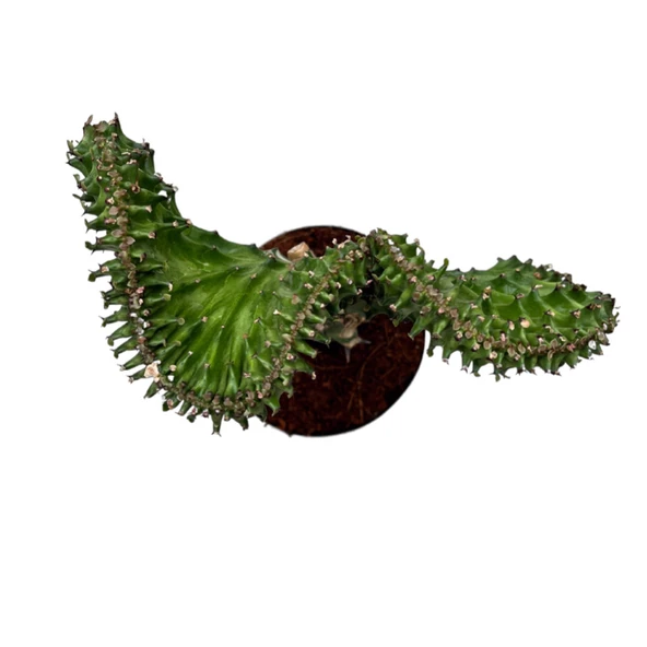 Euphorbia Lactea 'Green Cristata' (Kaktüs) - Resim 2