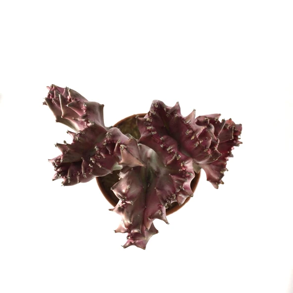 Euphorbia Lactea 'Cristata' (Kaktüs) - Resim 2