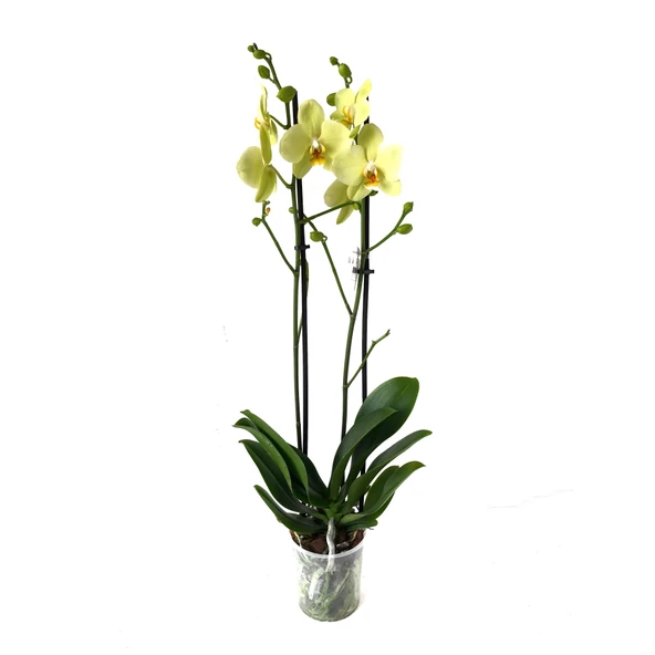 Phalaenopsis 'Alassio' (Sarı Orkide) - Resim 2