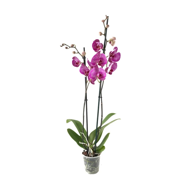 Phalaenopsis 'Budapest' (Fuşya Orkide) - Resim 2