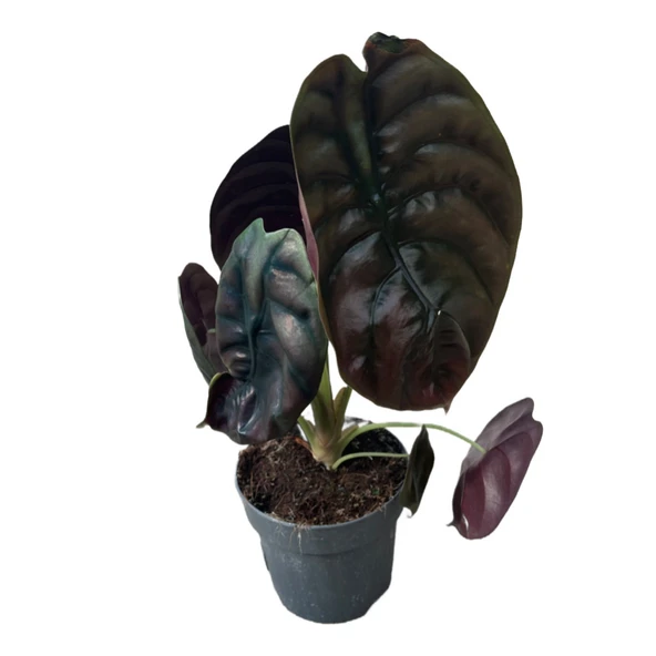 Alocasia Cuprea (Fil Kulağı) ürün görseli