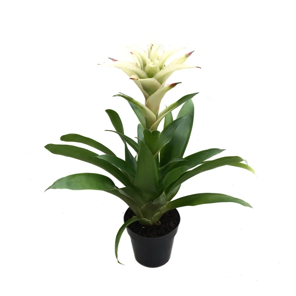 Guzmania Lingulata 'White' (Guzmanya) ürün görseli