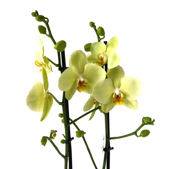 Phalaenopsis 'Alassio' (Sarı Orkide) ürün görseli