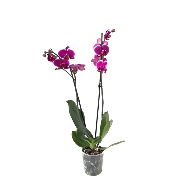 Phalaenopsis 'Pretoria' (Fuşya Orkide) - Resim 2
