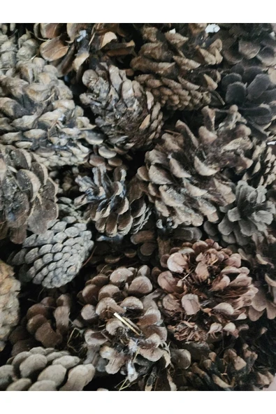 1000 Gram Doğal Çam Kozalak Çırası 1 Kg Çıra Mangal ,soba, Şömine ,Barbekü, Mangal Tutuşturucu ürün görseli