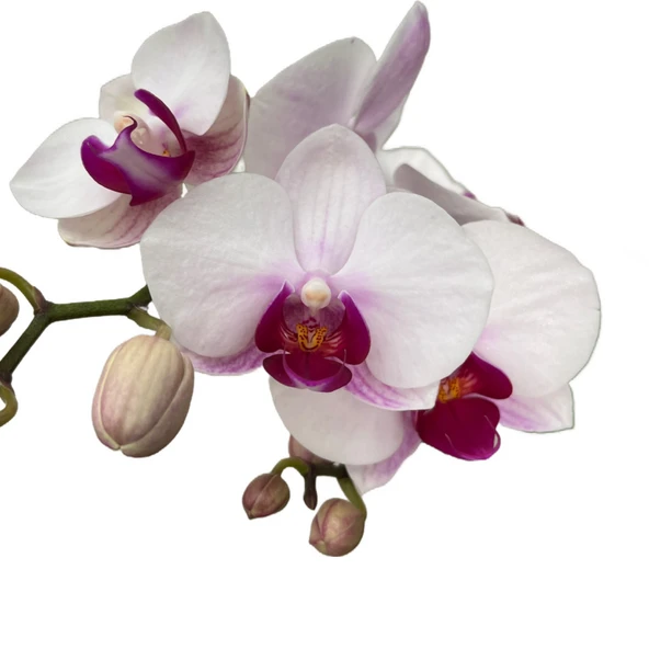 Phalaenopsis 'Gibraltar' (Beyaz Orkide) ürün görseli