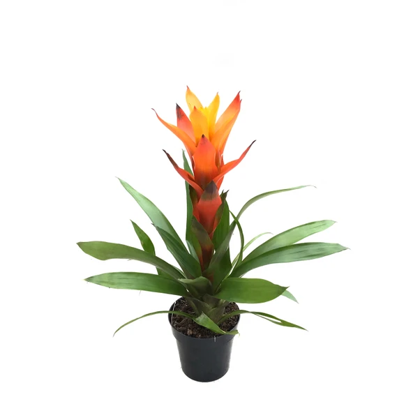 Guzmania Lingulata 'Orange' (Guzmanya) ürün görseli
