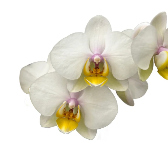 Phalaenopsis 'Busy Bee' (Beyaz Orkide) ürün görseli