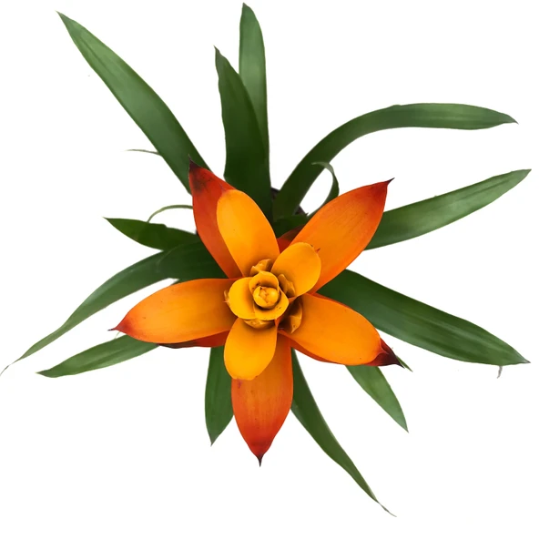 Guzmania Lingulata 'Orange' (Guzmanya) - Resim 2