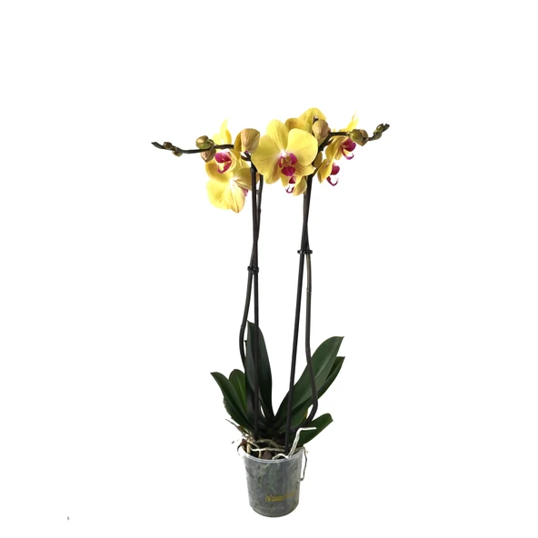 Phalaenopsis 'Miraflore' (Sarı Orkide) - Resim 2