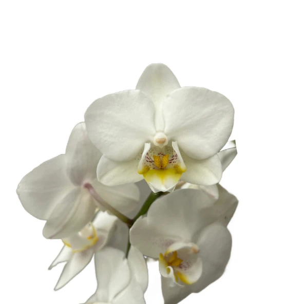 Phalaenopsis 'Amabilis' (Beyaz Orkide) ürün görseli