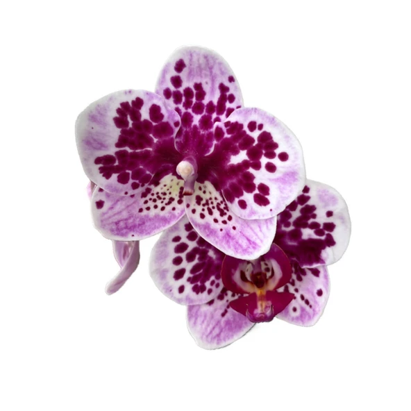 Phalaenopsis 'El Salvador' (Mor Orkide) ürün görseli