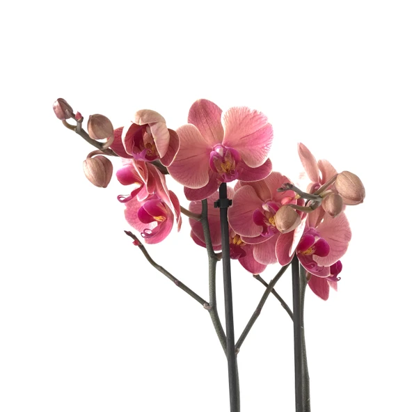 Phalaenopsis 'Asian Coral' (Pembe Orkide) ürün görseli