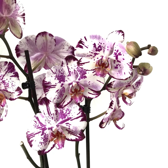 Phalaenopsis 'Ismaeli' (Mor Beyaz Orkide) ürün görseli