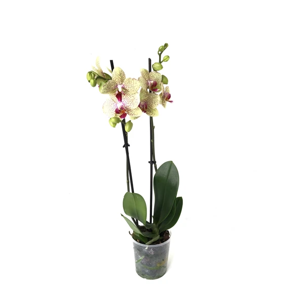 Phalaenopsis 'Pulsation' (Sarı Orkide) - Resim 2