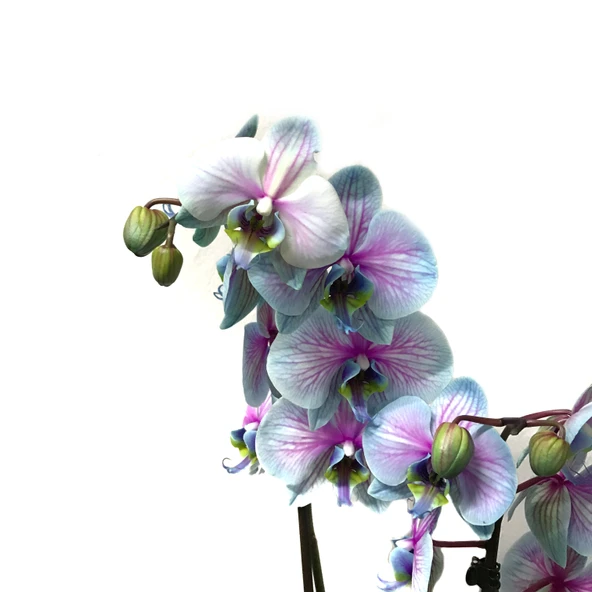 Phalaenopsis 'Bubble Gum' (Turkuaz Orkide) ürün görseli