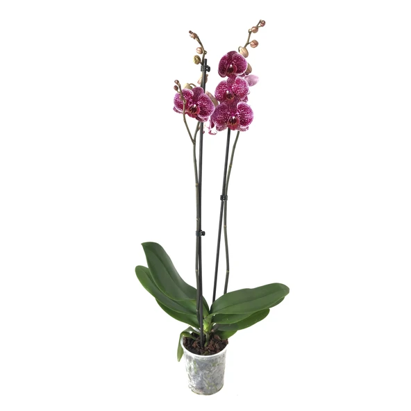 Phalaenopsis 'Jaguar' (Mor Orkide) - Resim 2