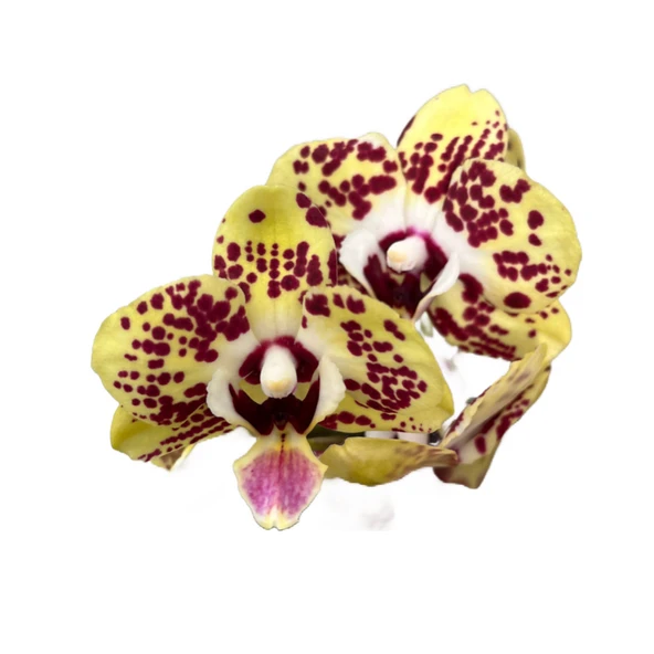 Phalaenopsis 'Orient Express' (Sarı Orkide) ürün görseli