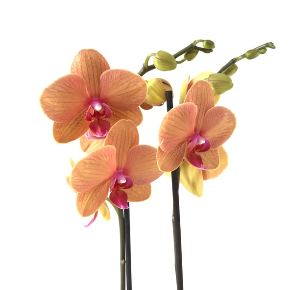 Phalaenopsis 'Golden Brick' (Turuncu Orkide) ürün görseli