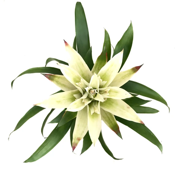 Guzmania Lingulata 'White' (Guzmanya) - Resim 2