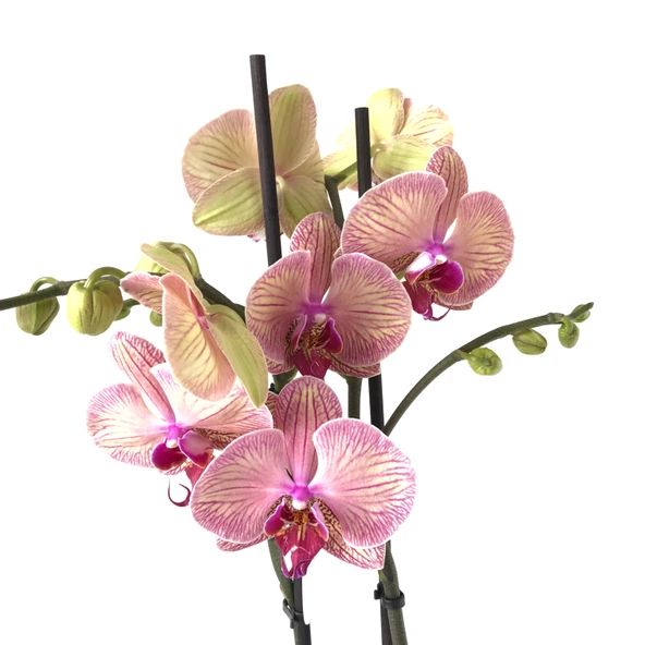 Phalaenopsis 'Golden Leopard' (Pembe Orkide) ürün görseli