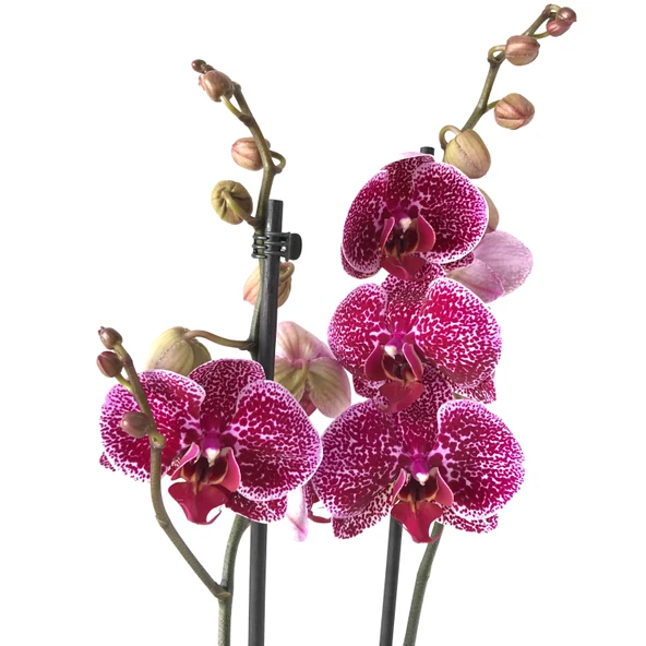 Phalaenopsis 'Jaguar' (Mor Orkide) ürün görseli