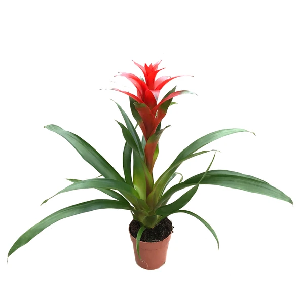Guzmania Lingulata 'Red' (Guzmanya) ürün görseli