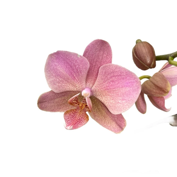 Phalaenopsis 'Treviso' (Pembe Orkide) ürün görseli
