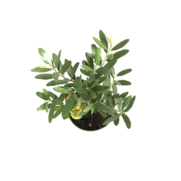 Olea Europaea (Zeytin Fidanı) - Resim 2
