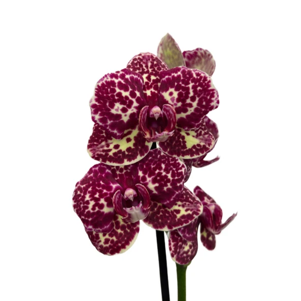 Phalaenopsis 'Wild Cat' (Bordo Orkide) ürün görseli