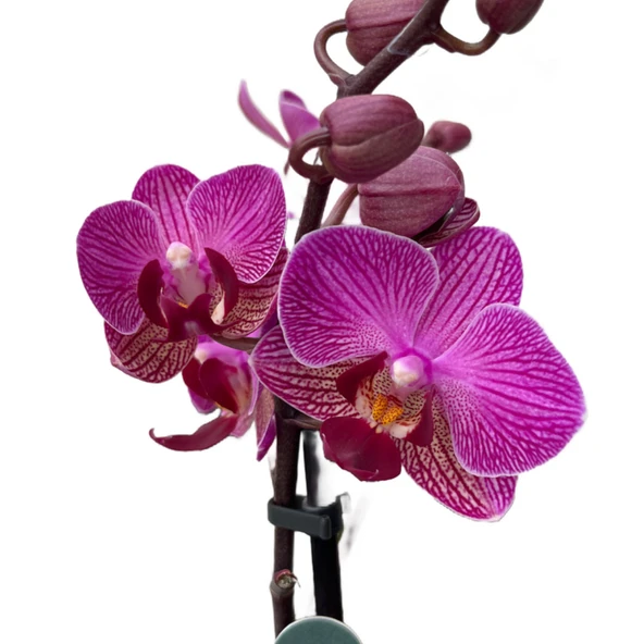 Phalaenopsis 'Vienna' (Fuşya Orkide) ürün görseli