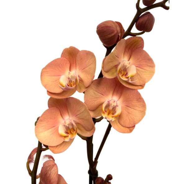 Phalaenopsis 'Suki' (Turuncu Orkide) ürün görseli