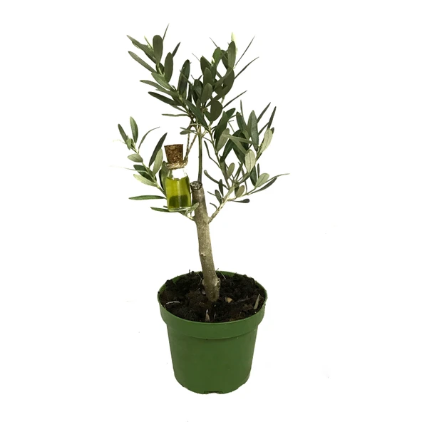 Olea Europaea (Zeytin Fidanı) ürün görseli