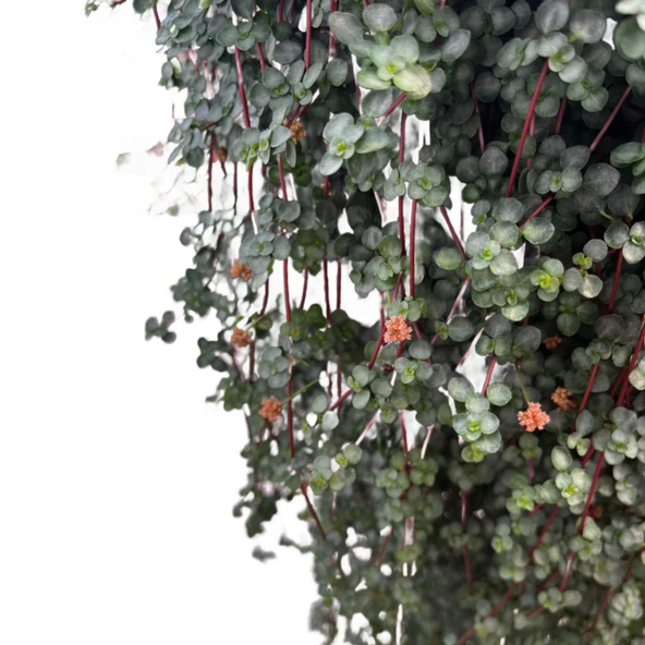 Pilea Glauca - Resim 2