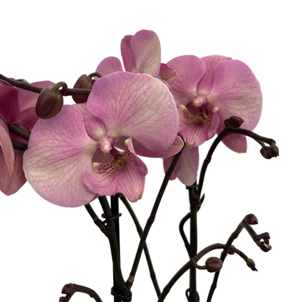 Phalaenopsis 'Rosa Pastello' (Pembe Orkide) ürün görseli