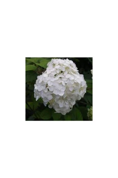 Ortanca Fidanı Hydrangea Macrophylla , Beyaz 10-20 cm - Resim 2