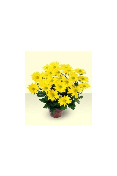 Sarı Kasımpatı Krizantem Chrysanthemum Saksılı 15-20 cm - Resim 2