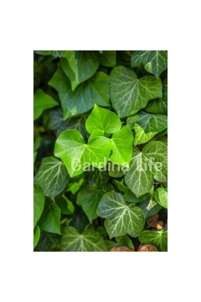 Duvar Sarmaşığı Fidanı ( Hedera Helix ) 10-20 cm - Resim 5